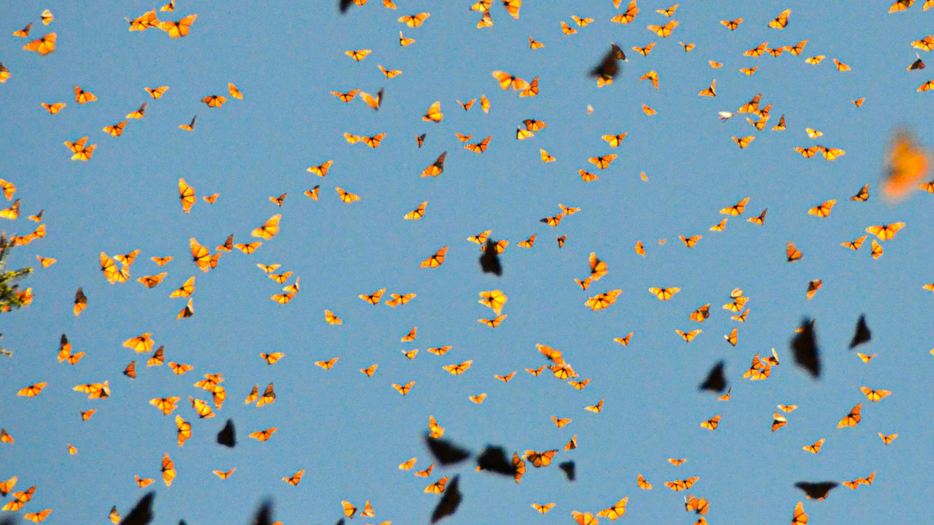 Nature in Santa Barbara